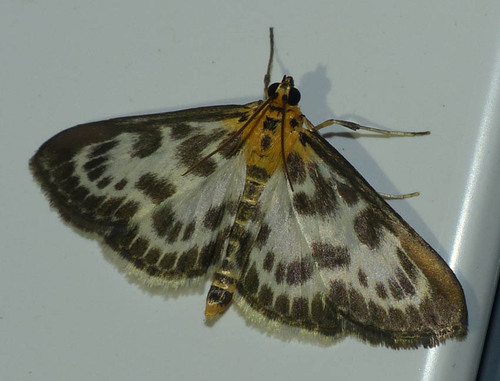 Anania hortulata