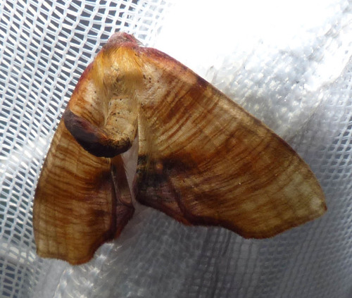 Plagodis dolabraria