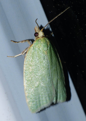 Tortrix viridana
