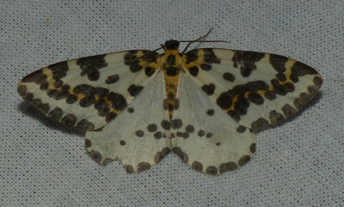 Abraxas grossulariata