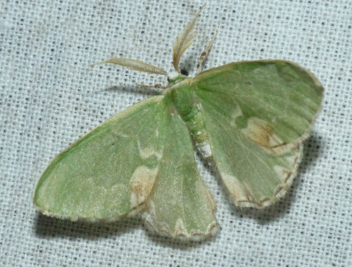 Comibaena bajularia