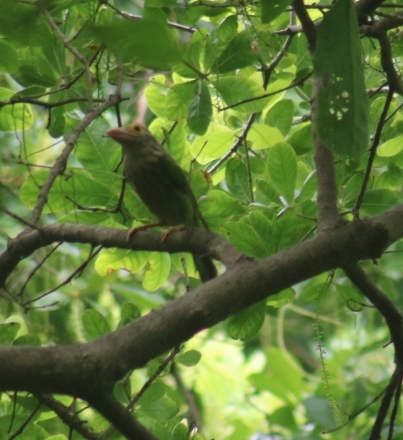 Lineated Barbet