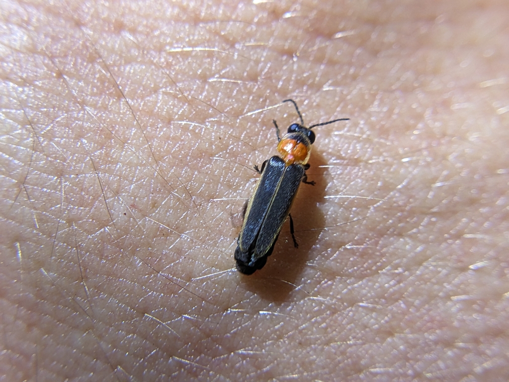 Dark-sutured Photinus