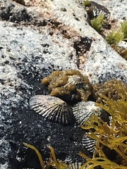 Cellana sandwicensis