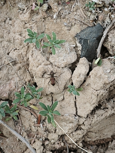 Cylindera murzinorum