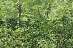 Geothlypis trichas trichas