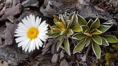 Celmisia hieraciifolia