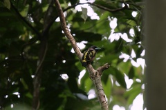 Eurylaimus javanicus