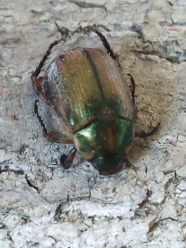 Vine Chafer