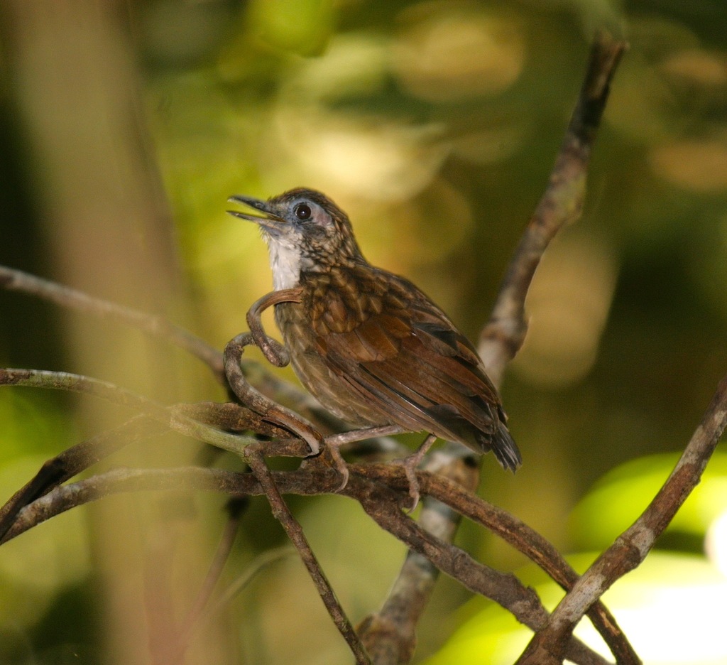 Large Wren-Babbler photo