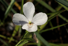 Striga pubiflora image