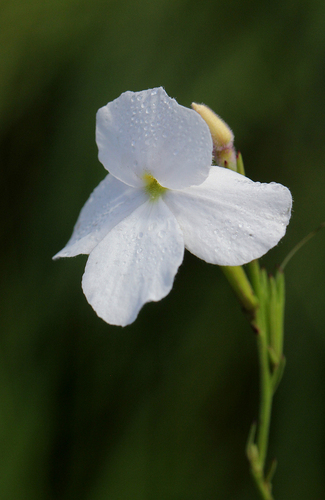 Striga pubiflora image