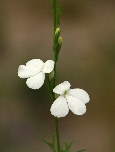 Striga pubiflora image