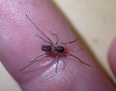 Oskoron spinosus