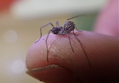 Oskoron spinosus