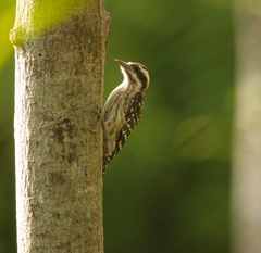 Yungipicus moluccensis