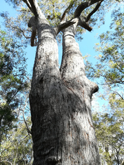 Eucalyptus acmenoides