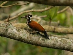 Chrysocolaptes guttacristatus