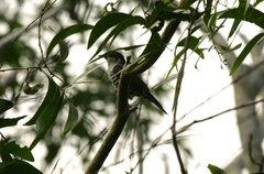 Chrysococcyx minutillus