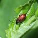 Japanese Lily Leaf Beetle - Photo (c) 登坂久雄, some rights reserved (CC BY-NC), uploaded by 登坂久雄