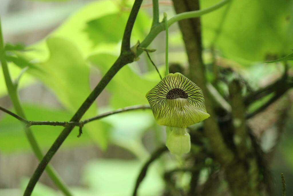 Kaempfer Dutchman's Pipe