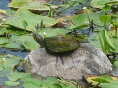 North Antillean Slider photo 3