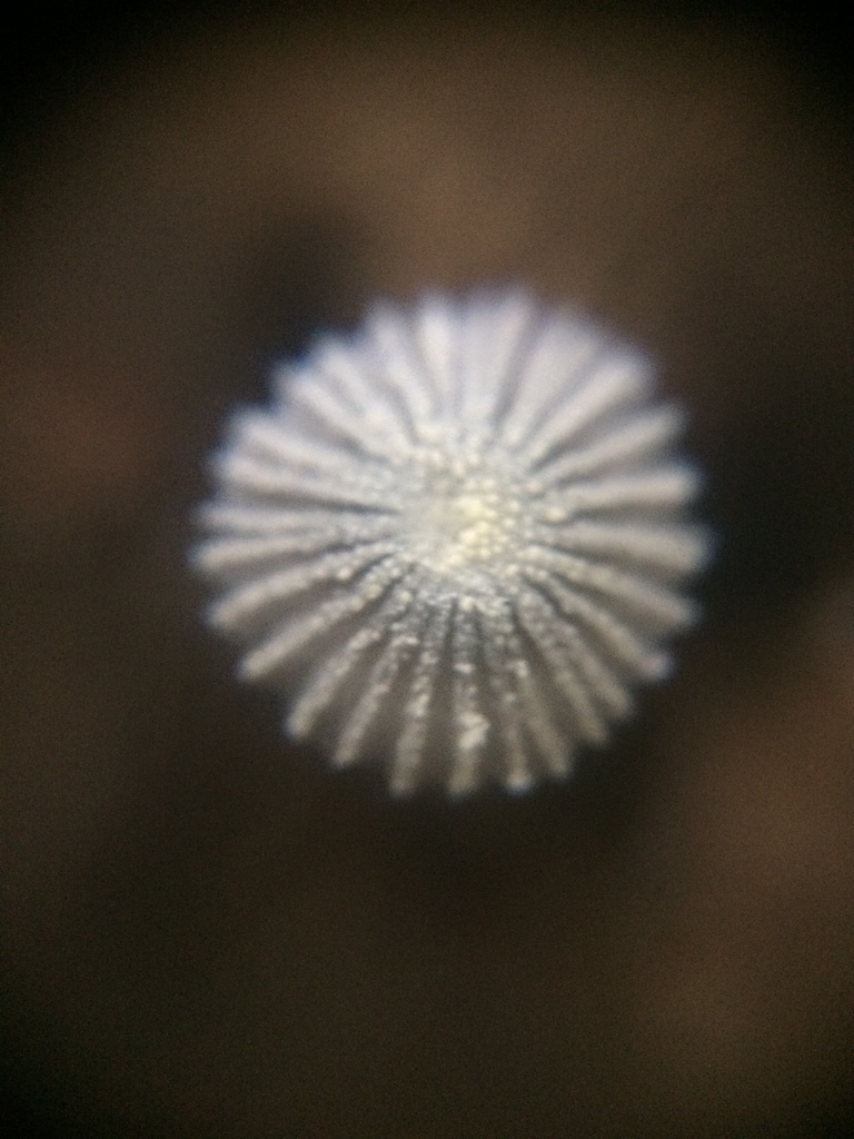Inkcaps (Genus Coprinopsis)