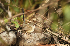 Malurus assimilis assimilis