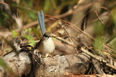 Malurus assimilis assimilis