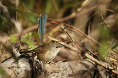 Malurus assimilis assimilis