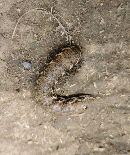 Proserpinus proserpina