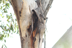 Eucalyptus propinqua