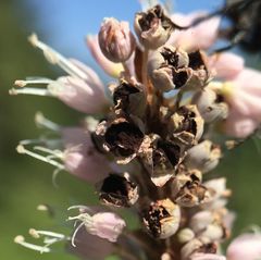 Microbotryum bistortarum