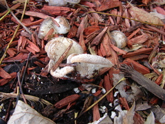 Hohenbuehelia mastrucata