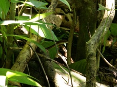 Dendrelaphis caudolineatus