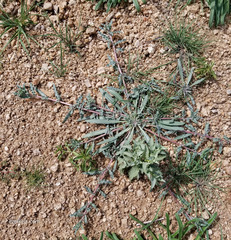 Camissoniopsis pallida