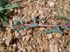 Camissoniopsis pallida