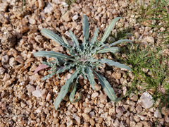 Camissoniopsis pallida