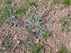 Camissoniopsis pallida