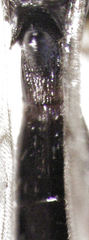 Probaryconus dubius
