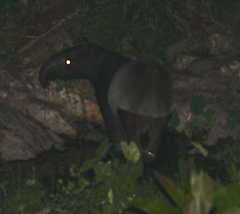 Tapirus indicus