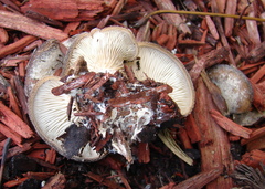 Hohenbuehelia mastrucata