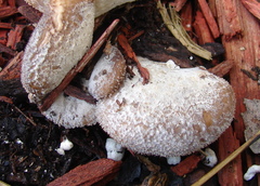 Hohenbuehelia mastrucata