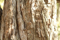 Lophostemon suaveolens