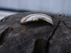 Hohenbuehelia mastrucata