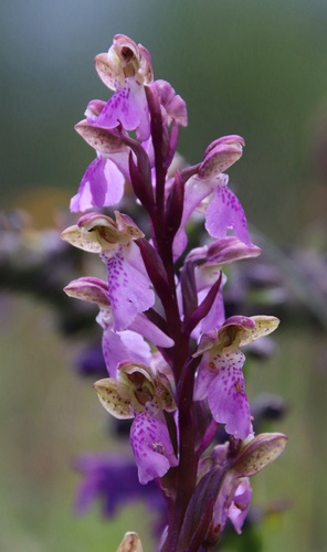 Orchis spitzelii Saut. ex W.D.J.Koch