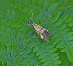 Alabonia staintoniella