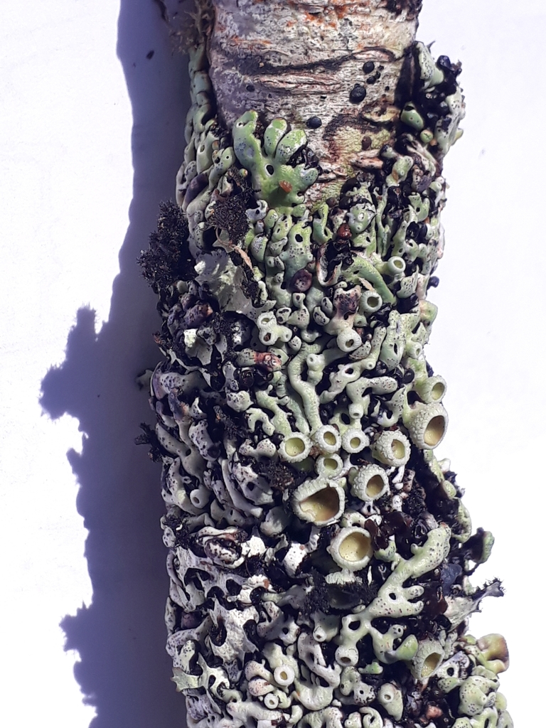 Menegazzia dielsii