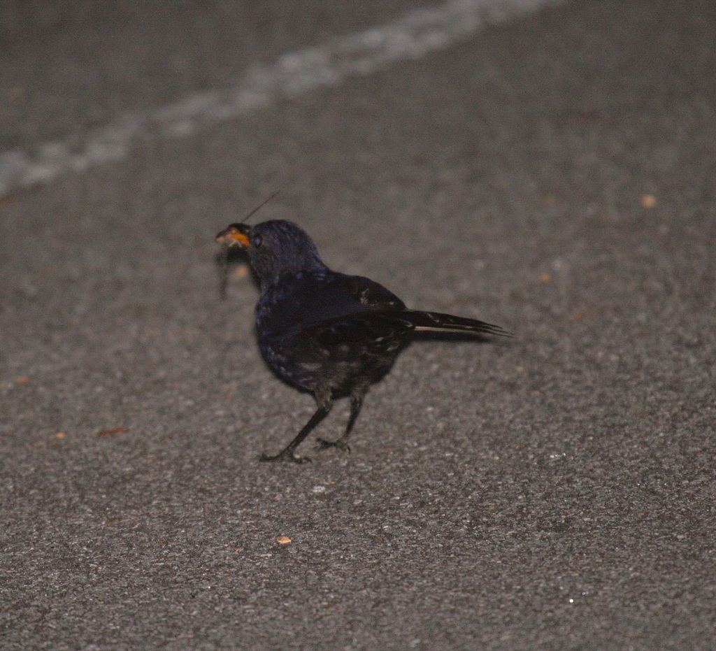 Malayan Whistling-Thrush