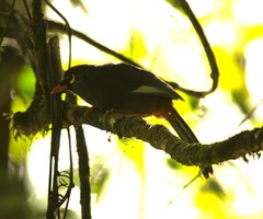 Pterorhinus mitratus